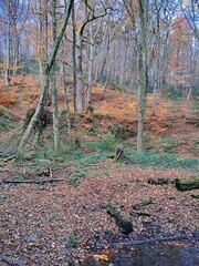 autumn in the forest