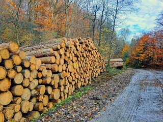 stack of firewood. A pile of logs next to a dirt road in a forest in autumn. The forest in the background has autumn colors with orange, red and green leaves. Woodland.