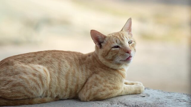 orange cat 4k 10 bit unedited clip