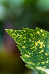 アオキの個性的な葉模様を写した抽象背景