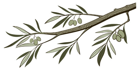 natural olive tree branch with green leaves and hanging olive fruits on wooden stem botanical illustration mediterranean plant design