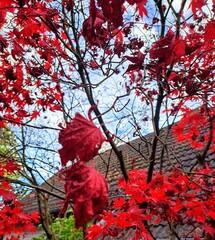 red maple tree. Red leaves of Japanese Maple on the background of the house. Background texture. Autumn landscape.