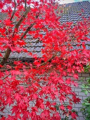 red maple leaves. Red leaves of Japanese Maple on the background of the house. Background texture. Autumn landscape.