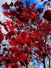 Bright red maple leaves on a background of blue sky with white clouds. Close-up. .