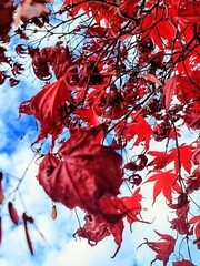 Red maple leaves on a background of blue sky with white clouds..