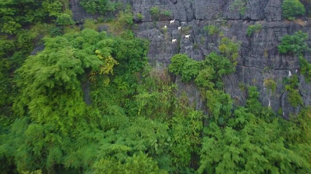 Mountains goats in tam Coc, Vietnam. Walking in edges of the mountains.