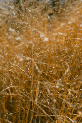 Golden grass swaying gently in the breeze during a warm afternoon in a sunlit field