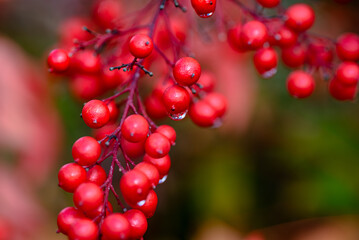 red berries on a bush