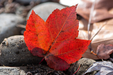 red maple leaf on the ground