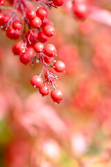 red berries on a branch
