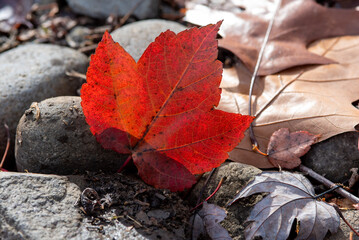 red maple leaf on the ground