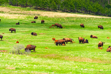 Free roaming bisons at Wind Cave National Park, South Dakota