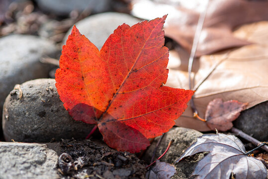 red maple leaf on the ground