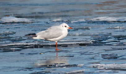 seagull on the beach