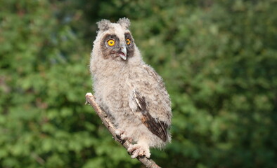 great grey owl