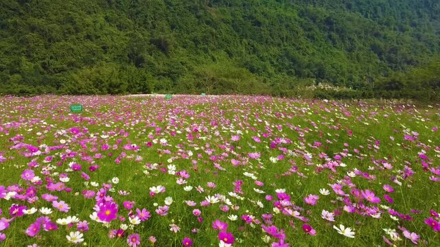 Going around the flower field with my drone in Tam Coc, Vietnam. Beautiful colours.