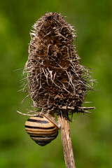 Szczeć pospolita - Dipsacus fullonum L.