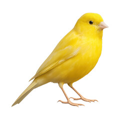 PNG Vibrant yellow canary bird image.