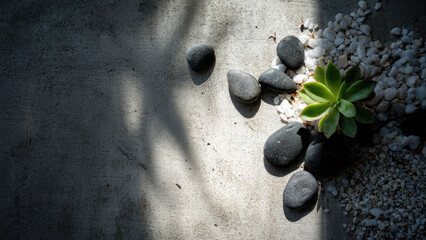 Green succulent, black stones, and white pebbles on textured concrete. Sunlight casts intriguing shadows, creating a tranquil, natural aesthetic.
