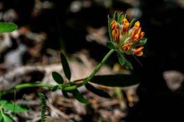 flower of a flower of a plant