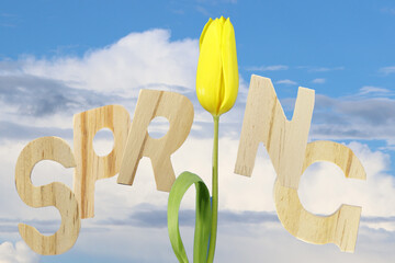 Spring Message With Wooden Letters
Yellow tulip beside wooden letters under bright blue sky
