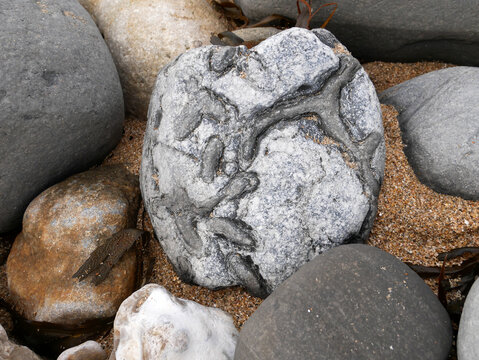 Bioturbation Trace Fossil in Beach Pebble at Lyme Regis, Jurassic Coast, Dorset, England, United Kingdom
