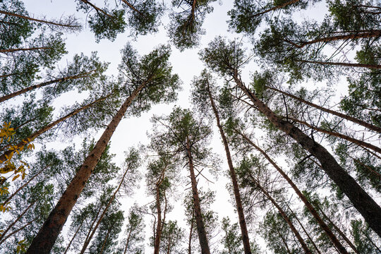 Looking up at tall pine trees in dense fores