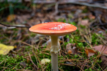 Forest fungus with red cap and white stem among moss and leaves | Лісовий гриб з червоною шапкою та білим стеблом серед моху та листя