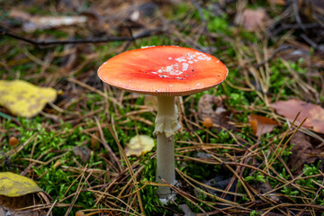 Forest fungus with red cap and white stem among moss and leaves | Лісовий гриб з червоною шапкою та білим стеблом серед моху та листя