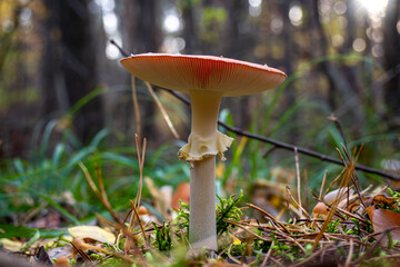 Forest fungus with red cap and white stem among moss and leaves | Лісовий гриб з червоною шапкою та білим стеблом серед моху та листя