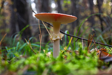 Forest fungus with red cap and white stem among moss and leaves | Лісовий гриб з червоною шапкою та білим стеблом серед моху та листя
