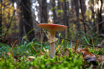 Forest fungus with red cap and white stem among moss and leaves | Лісовий гриб з червоною шапкою та білим стеблом серед моху та листя 
