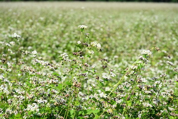 猿楽台地に広がるそば畑の風景（福島県下郷町）