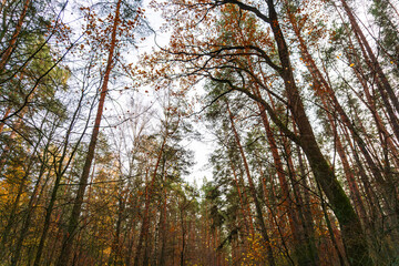 Forest canopy with bare branches under cloudy sky | Лісова крона з голими гілками під хмарним небом