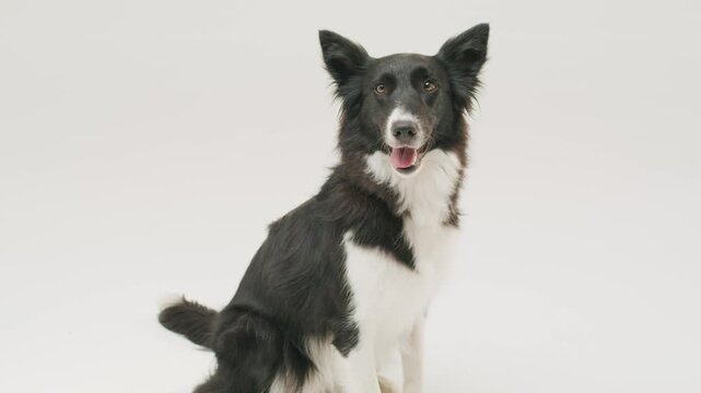 A black and white Border Collie sitting calmly on a clean white studio background. High-quality pet footage showcasing natural posture, expressive eyes, and smooth lighting. Ideal for animal videos.