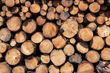 wooden logs showing natural textures, growth rings, and warm tones in sunlight, symbolizing forestry, renewable energy, and natural resources