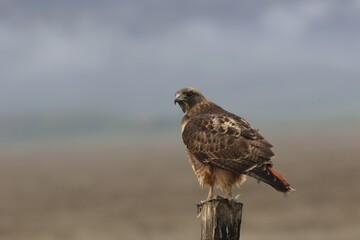 Red-tailed Hawk