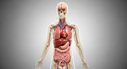 Detailed anatomical illustration showing human body with internal organs, perfect for educational or medical purposes and exploring human physiology