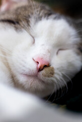 Close-up of a sleeping domestic cat.