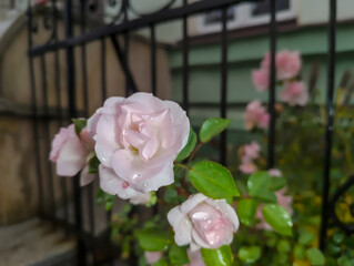 Jasnoróżowe róże (Rosa spp.) z kroplami jesiennego deszczu zdobią ogród, ustawiony na tle czarnego, metalowego ogrodzenia. Róże są w pełnym rozkwicie, prezentując delikatne płatki o miękkiej fakturze  © Grzegorz