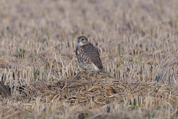 冬の田んぼで獲物を待つコチョウゲンボウ