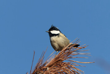 枯れた松にとまるヒガラ