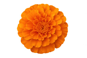 Orange marigold flower blooming. Vibrant calendula blossom with many petals, isolated single bloom on transparent background