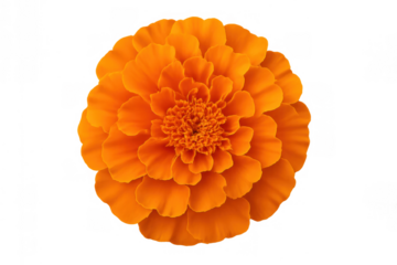 Orange marigold flower blooming. Vibrant calendula blossom with many petals, isolated single bloom on transparent background