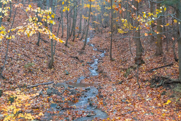 a mountain brook among the autumn forest