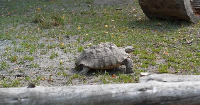 The tortoise walks on the ground
