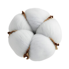 Overhead view of a fluffy white cotton boll with brown fibrous tips arranged in a circular pattern