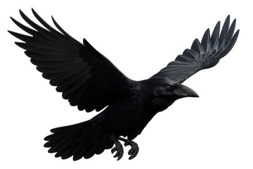 Obraz premium Black raven flying with wings spread, symbolizing freedom, mystery, and dark nature, transparent background