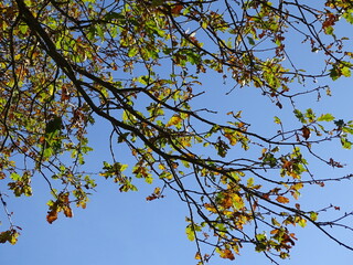 autumn leaves against blue sky