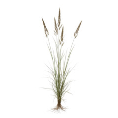 Fototapeta premium Detailed wheat plant with roots on transparent background